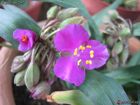 Tradescantia rubra